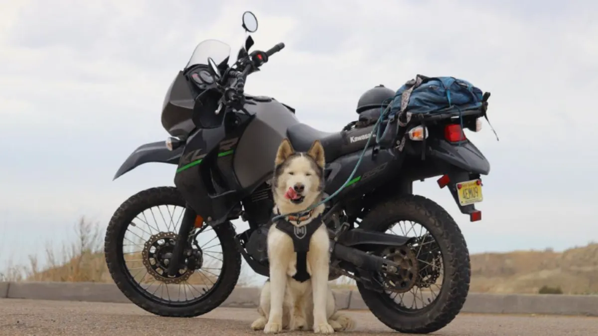 Sox-el-perro-que-recorrio-todo-un-pais-en-una-Kawasaki-1